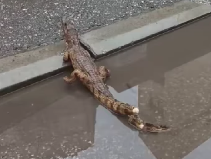 DRAMA SA KROKODILOM U NIŠU JE ZAVRŠENA Saznajte gde je završio i šta čeka misterioznog gmizavca