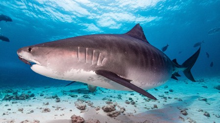 RONILAC SE NAŠAO OČI U OČI SA TIGRASTOM AJKULOM, A ONDA SE DESILO NEŠTO NEVEROVATNO Snimak koji je napravio obišao je planetu