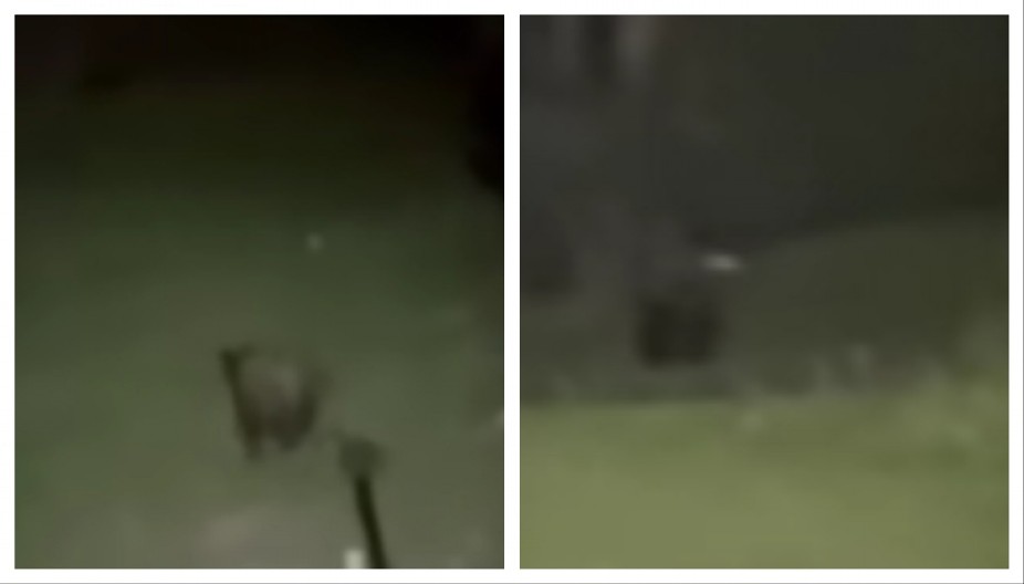 SARAJLIJU NAPAO MEDVED! "Trčao je prema meni, počeo sam da bežim...