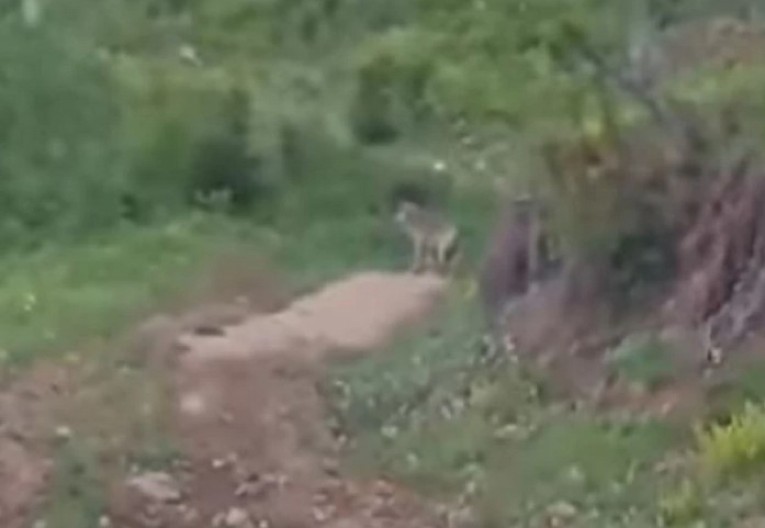 PRIJEPOLJE I OBLIŽNJA SELA U PANICI! Vuk šetao po imanjima pored kuća usred dana! (VIDEO)