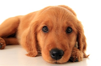 ZLATNI RETRIVER PRVI PUT VIDEO KRAVE Ne veruje svojim očima - pogledajte tu reakciju