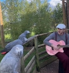 NEODOLJIVO Muzičar sa gitarom svira životinjama - pogledajte kako reaguju konji, krave, papagaji... - nežnost je uzajamna