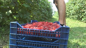 KO SE ODLUČI ZA OVAJ POSAO NEĆE SE POKAJATI Stan i hrana obezbeđeni a dnevnica odlična