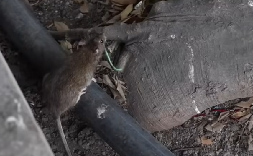 JEZIV SNIMAK PACOVA KOJI ŠIRE ZARAZU U SARAJEVU! Bolest se pojavila i u Republici Srpskoj, ljudi u strahu: "Nikada nisam bila ovako bolesna" (VIDEO)