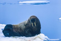URNEBESNO  Pogledajte ovu porodičnu sliku - ulepšaće vam dan