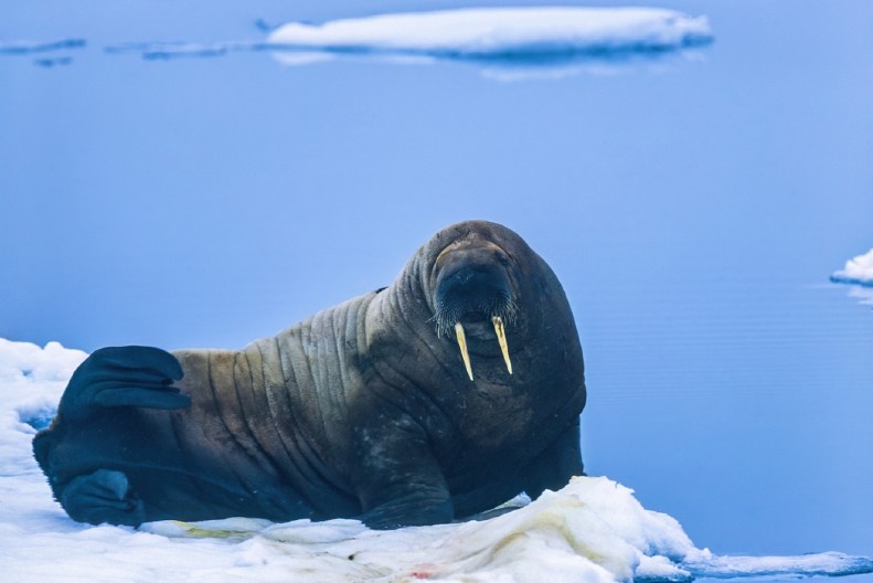 URNEBESNO  Pogledajte ovu porodičnu sliku - ulepšaće vam dan
