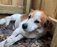 OVO SU TRI ČISTO SRPSKE RASE PASA Snaži, dominantni, a nežni i plemeniti