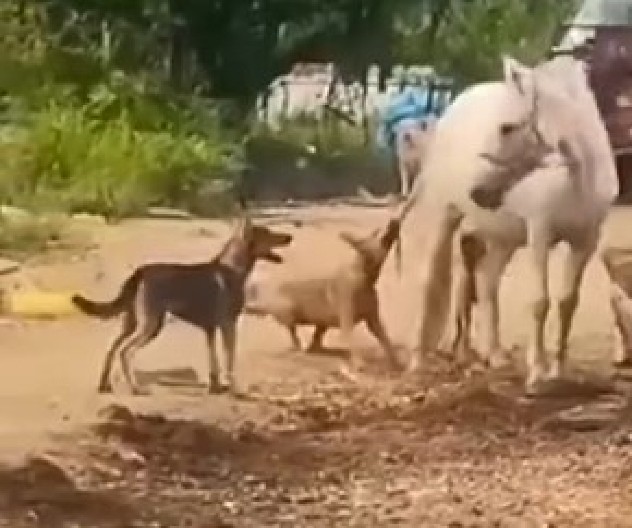 PAS IZAZVAO KONJA, A ONDA JE USLEDIO HAOS Kada se igraš sa vatrom, stradaš! (VIDEO)