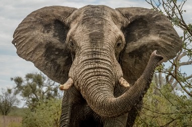 ŠPANSKU TURISTKINJU UBIO SLON NA TAJLANDU: Zabio kljove u nju pred očima drugih posetilaca parka!