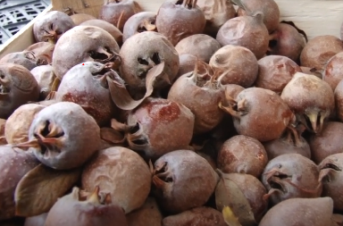 VOĆKA, ZLATA VREDNA Minimalna ulaganja, stabilan prihod