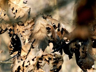 NIKAKO NE TREBA ČUVATI BADNJAK, ZBOG JEDNE STVARI TO NIJE DOBRO Veroučiteljka objasnila šta uraditi sa njim posle praznika