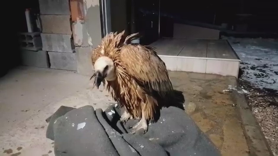 DRAMA U PRIJEPOLJU! Iznemogli beloglavi sup spustio se kod Varaklića!