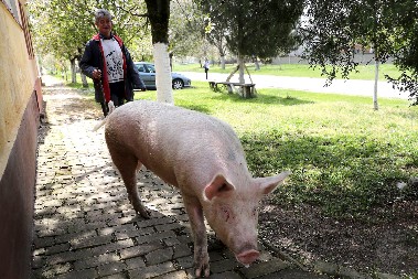 HOROR ZA BOŽIĆ! Dve krmače rastrgle ženu u dvorištu - delimično pojele njeno telo!