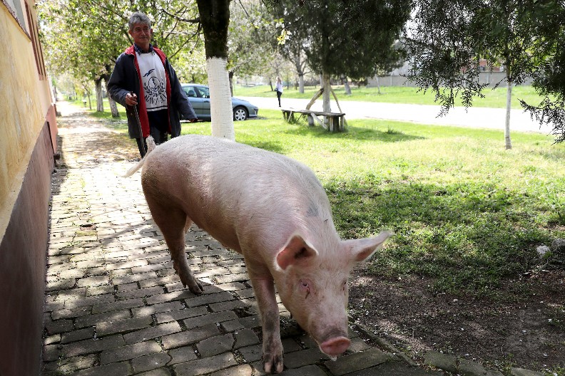 HOROR ZA BOŽIĆ! Dve krmače rastrgle ženu u dvorištu - delimično pojele njeno telo!