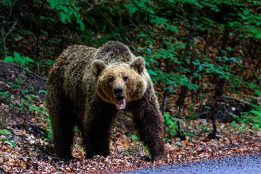 OČI U OČI SA MEDVEDOM Oduvao ga je samo tako - pogledajte zbunjenu facu divlje životinje