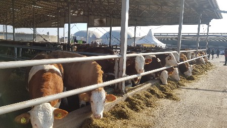 Nestali milioni dolara i stoka – neviđeni skandal potresao Urugvaj