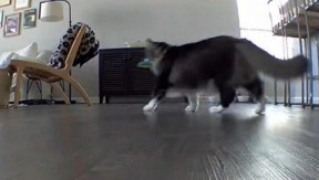 DEVOJKA OTKRILA PREVARU ZAHVALJUJUĆI SVOJOJ MAČKI Primetila je nešto čudno..