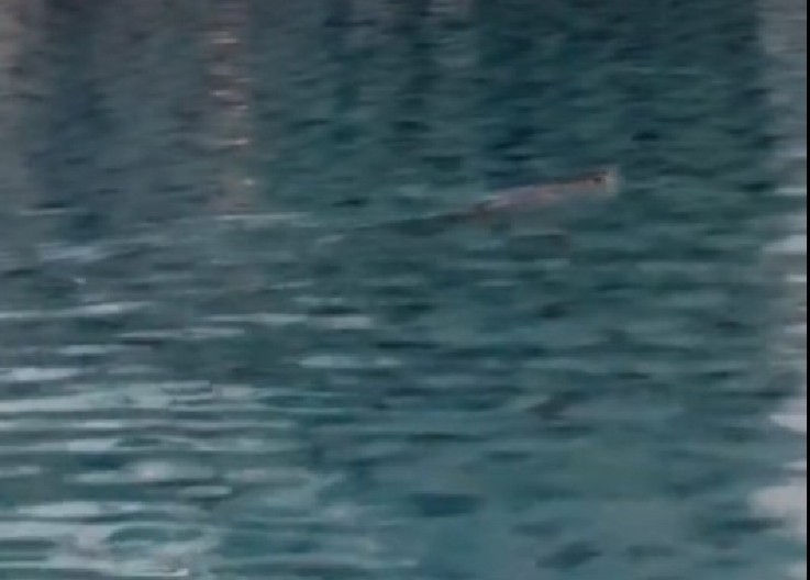 PREGLEDAJU SE SNIMCI SA BAZENA U NIŠU Dvojica dečaka prevezena u Urgentni, obavešteno tužilaštvo