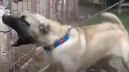 OVA RASA PASA IMA NAJJAČI UGRIZ Drže se i u posebnim kavezima, a u ovoj zemlji je posebno zabranjena