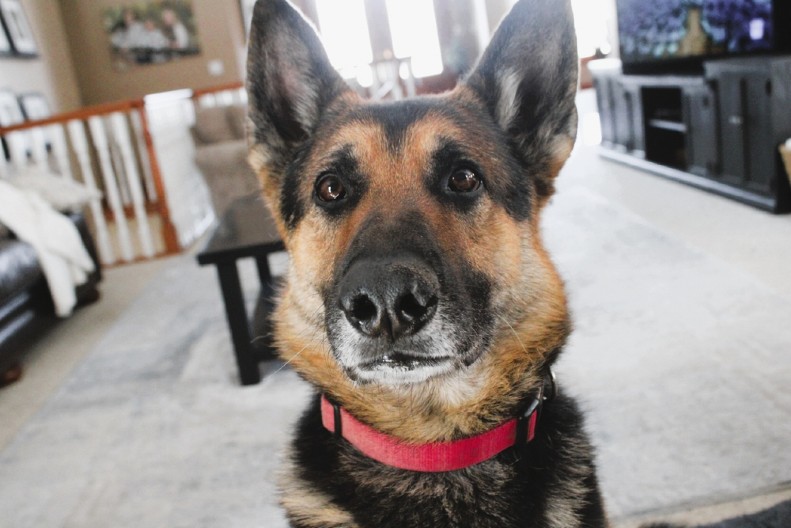 BAŠ SE UNEO Pogledajte kako ovaj pas gleda crtani film - ništa mu nije promaklo