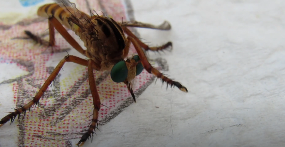 LJUDI, KAKAV JE OVO MONSTRUM? Čovek ubio DŽINOVSKOG KOMARCA i sve snimio (VIDEO)