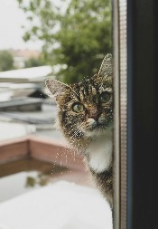 POGLEDAJTE OVU NEVEROVATNU SUTUACIJU  Ljudi na mrežama plaču od smeha i nadaju se da će maca izdržati