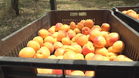 BEZ KONZERVANSA I KUVANJA Napravite jednostavan i ukusan prirodni sok od kajsija