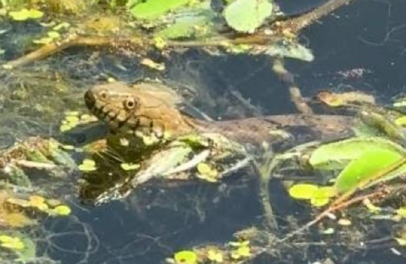 IZVUKLI 20 TONA ZMIJA IZ MOČVARE Borba protiv pitona šokirala građane