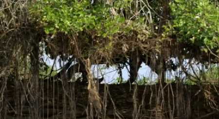 DRAMA U KOMŠILUKU, JURE "JAGUARA ILI PUMU" Regionalne vlasti digle uzbunu, policija postavila 7 kontrolnih punktova