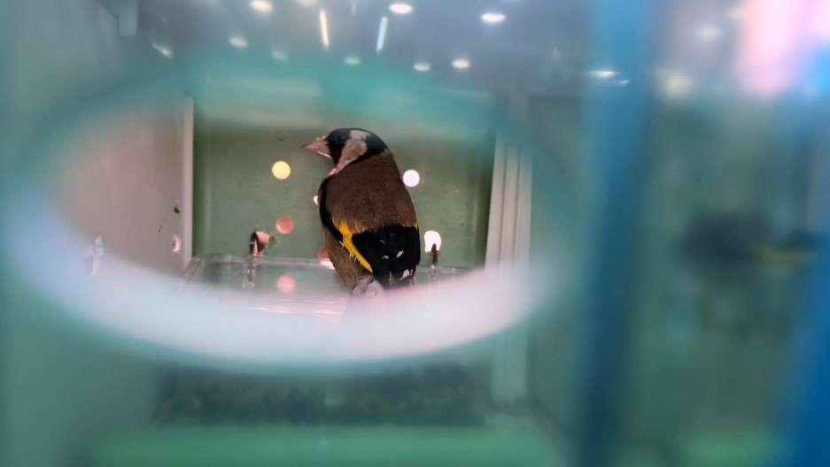 ŠOK ZAPLENA NA HORGOŠU! Ispod sedišta krio strogo zaštićene životinje (FOTO)