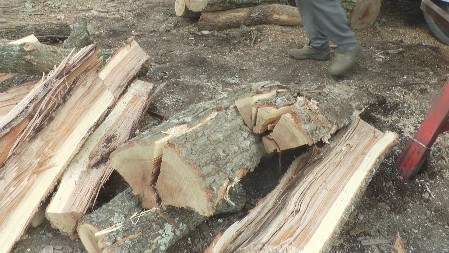 KOMŠIJA BAKSUZ SEČE DRVA CIRKULAROM Trudnoj ženi pravi pakao od života, Srbi USIJALI društvene mreže komentarima!