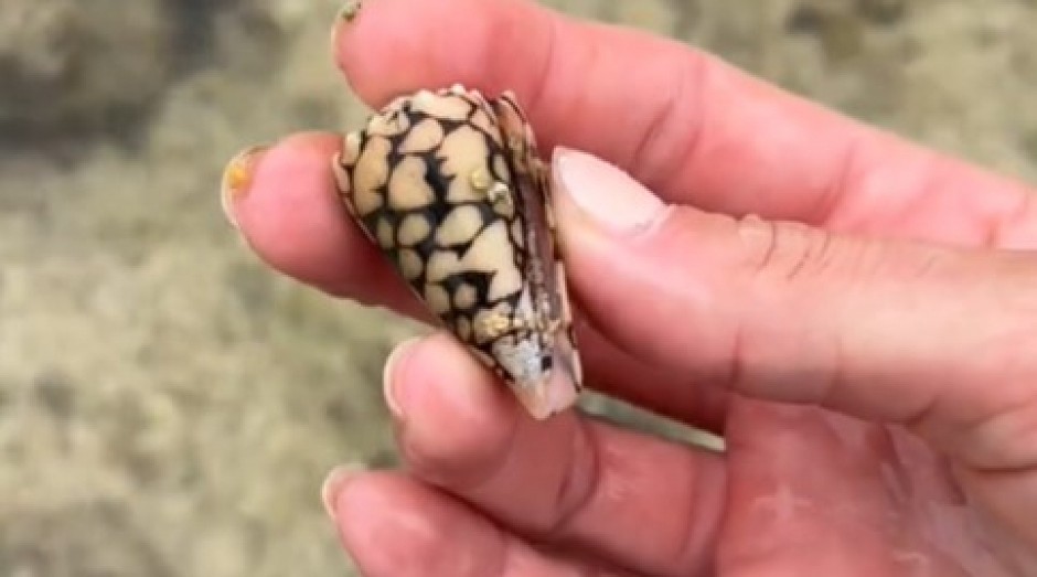 PRONAŠLA NEOBIČNU ŠKOLJKU U PLIĆAKU, PA JE VRATILA U MORE Sledila se tek kasnije,  kada je shvatila šta je držala u rukama