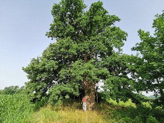 MNOGI VERUJU DA SE U SELU TIJANJE DOGAĐA ČUDO! Brojni posetioci čekaju u redu da mu priđu, tvrde da odlaze preporođeni (FOTO)