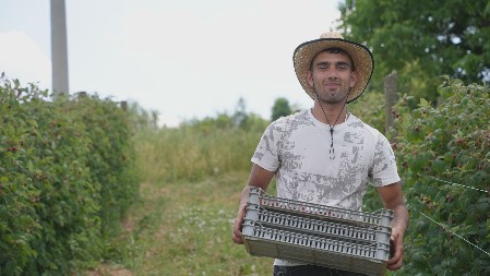 MLADIĆI IZ SVRLJIGA ZARAĐUJU DNEVNICU NATOPLJENU ZNOJEM NA PLUS 35 STEPENI Beru maline i kažu - nije lako, ali mora da se radi (FOTO)