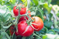 DA LI STVARNO VREDI OVOLIKO? Najskuplji paradajz na svetu – kilogram skoro 70 evra