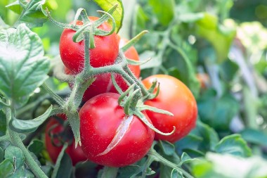 DA LI STVARNO VREDI OVOLIKO? Najskuplji paradajz na svetu – kilogram skoro 70 evra