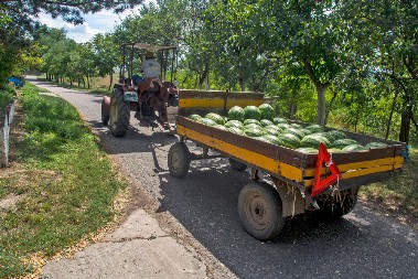 SLATKA, SOČNA I... OPASNA? Evo ko ne bi smeo da jede lubenicu