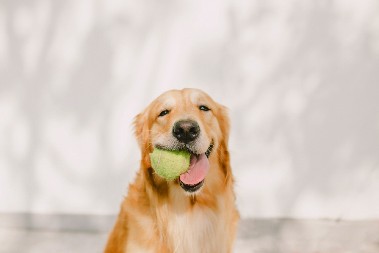 DOHVATIO JE LOPTICU I NE PUŠTA Vlasnik pokušava da mu objasni šta da radi - ljudi na mrežama plaču od smeha