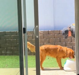 „BRATE, PAS TE NAMERNO ZEZA!“ Dok vlasnik uči retrivera da koristi igračku, mi plačemo od smeha!