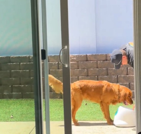 „BRATE, PAS TE NAMERNO ZEZA!“ Dok vlasnik uči retrivera da koristi igračku, mi plačemo od smeha!