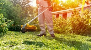 DVORIŠTE VAM JE POŽUTELO Stručnjaci otkrili kako da spasete travnjak tokom paklenih vrućina