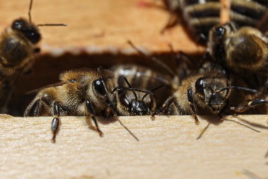 PČELE NAPALE PROLAZNIKE Tri osobe u kritčnom stanju