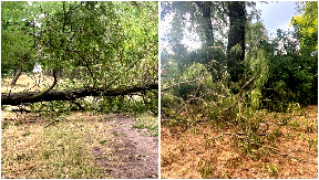 SLIKE HORORA IZ PANČEVA Stabla počupana, olujni udari izazvali totalni haos! (FOTO)