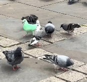 LJUDI U OVOM ENGLESKOM GRADU NE VERUJU SVOJIM OČIMA Jedan golub je postao turistička atrakcija - svi nagađaju kako je "pozeleneo"