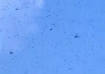 SUNČAN DAN NA PLAŽI  PRETVORIO SE U NOĆNU MORU Bube okupirale nebo, LJUDI BEŽALI, deca vrištala i gađala ih kantama! (VIDEO)