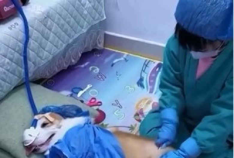 DEVOJČICA ŠOKIRALA INTERNET Mala doktorka "operisala" svog psa, pa iz stomaka izvadila neočekivanog pacijenta - snimak topi i najtvrđa srca! (VIDEO)