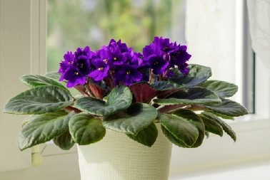 PRIRODNI ELIKSIR ZA LJUBIČICE Provereni način koji će ih osvežiti i podstaći cvetanje