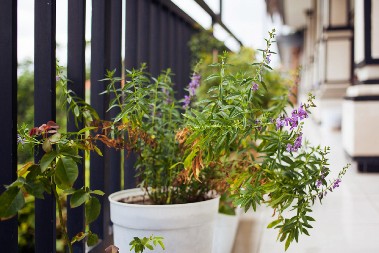 AKO SU VAM BILJKE PROPALE DOK STE BILI NA ODMORU, NE OČAJAVAJTE Ima nade za njih - stručnjaci savetuju kako da ih vratite u život