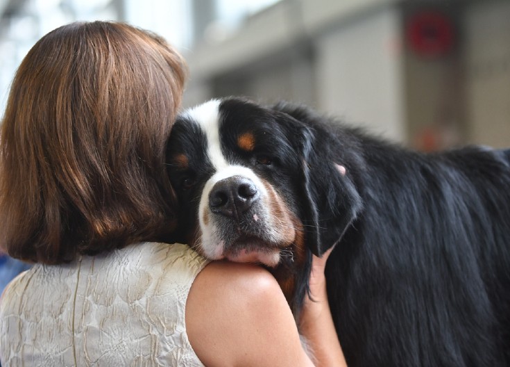STRUČNJAK TVRDI DA JE OVA RASA IDEALNA ZA PORODICE I ONE KOJI PRVI PUT IMAJU PSA  "Nežni su, inteligentni i odlično se slažu sa decom"