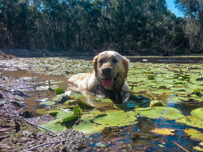 KAKO ON VOLI DA SE VALJA U BLATU Umaže se do neprepoznatljivosti, a vlasnica se hvata za glavu